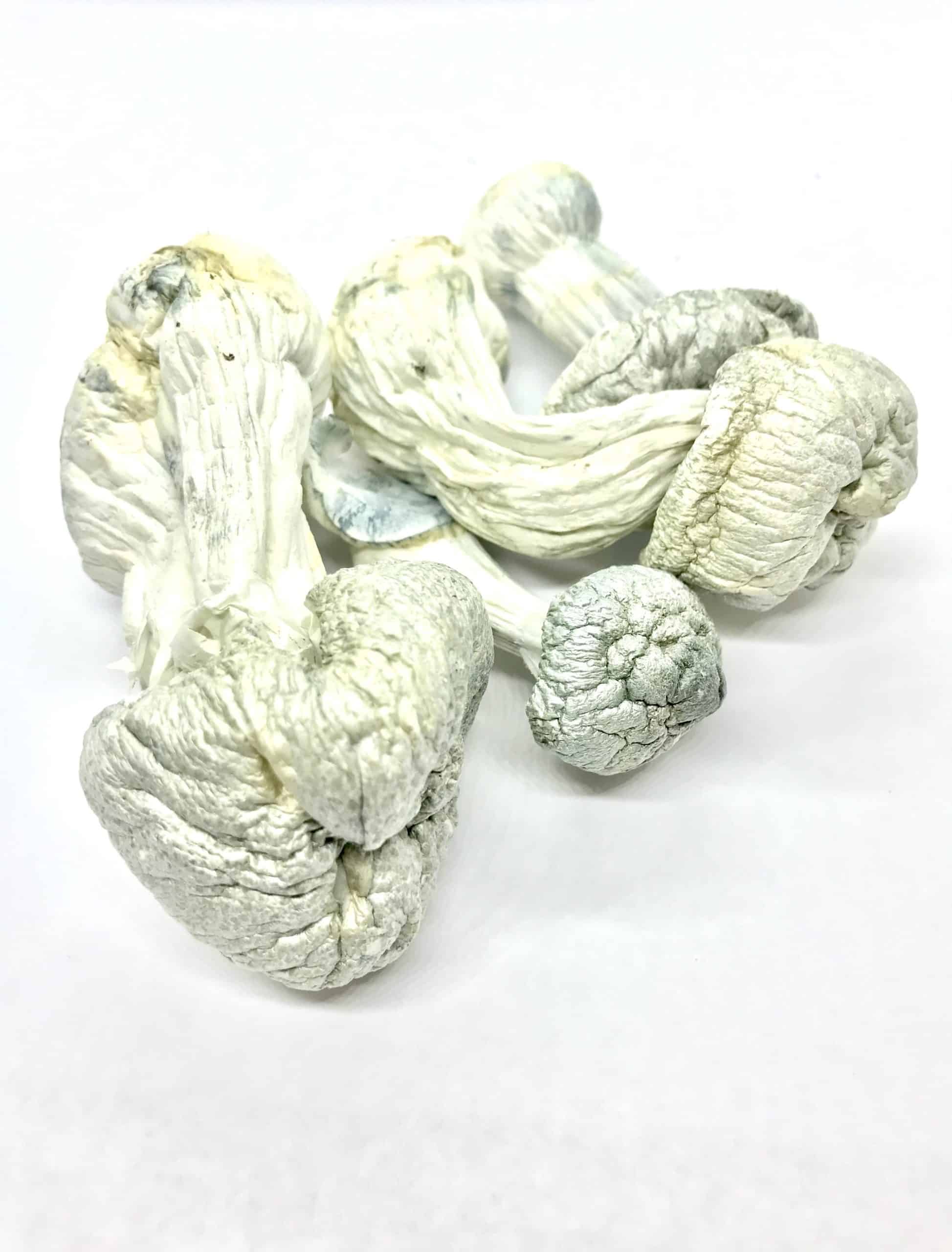 Magic Mushrooms - Albino Penis Envy