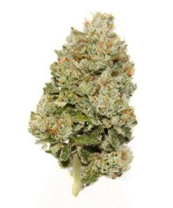 Purple Kush THC: 19%-25%