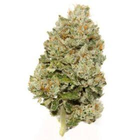 Purple Kush THC: 19%-25%