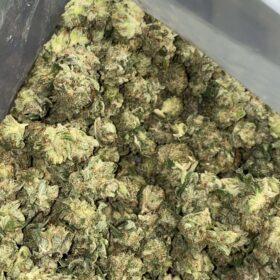 CincoPax Master Kush Smalls THC: 25%-31%