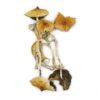 Magic Mushrooms - Golden Teacher
