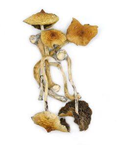 Magic Mushrooms - Golden Teacher