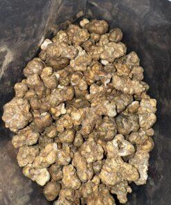 Magic Mushrooms - Truffle