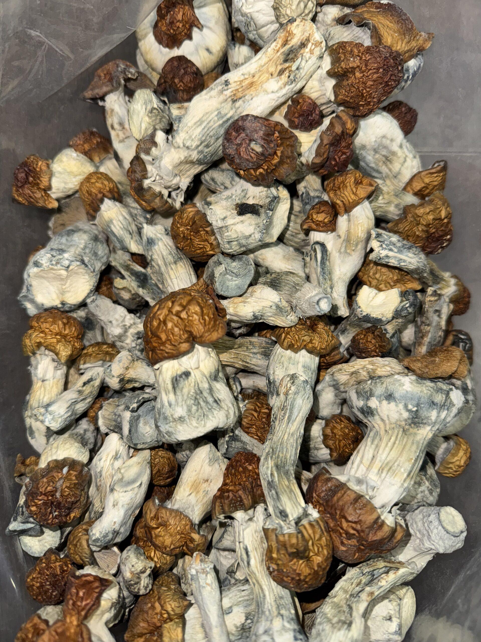 Magic Mushrooms - Blue Pulaski