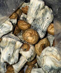 Magic Mushrooms - Dino Eggs