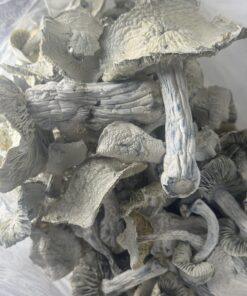 Magic Mushrooms - Jedi Mind Fuck