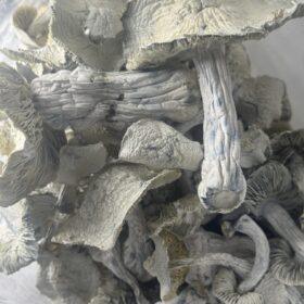 Magic Mushrooms - Jedi Mind Fuck