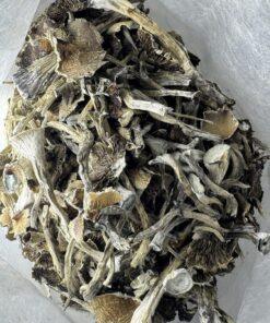 Magic Mushrooms - Penis Envy