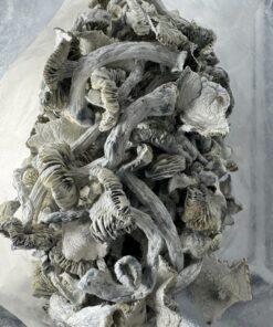 Magic Mushrooms - Blue Meanies