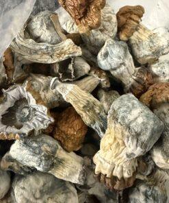 Magic Mushrooms - Blue Pulaski