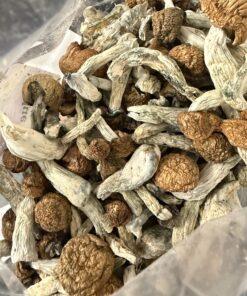Magic Mushrooms - Blue Meanies