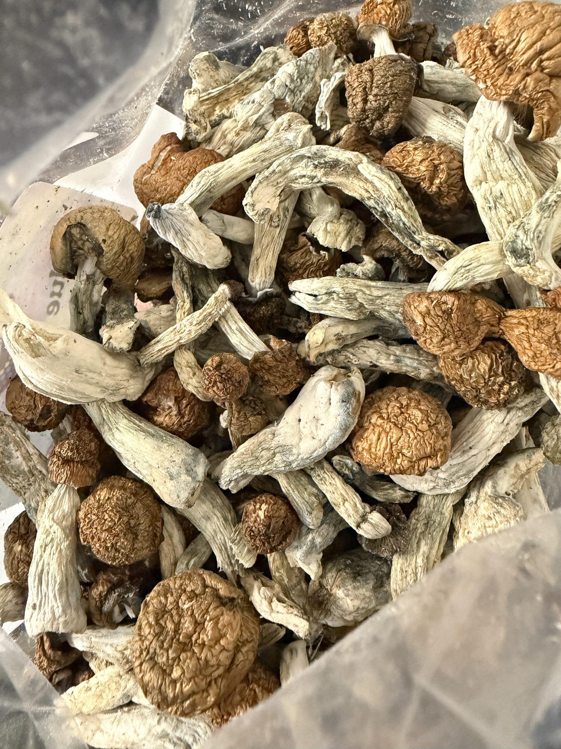 Magic Mushrooms - Blue Meanies
