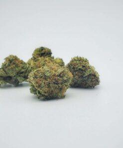 Close-up image of several fresh Orange Cookies cannabis buds on a clean white surface, showcasing their vibrant green color and potent resinous texture.