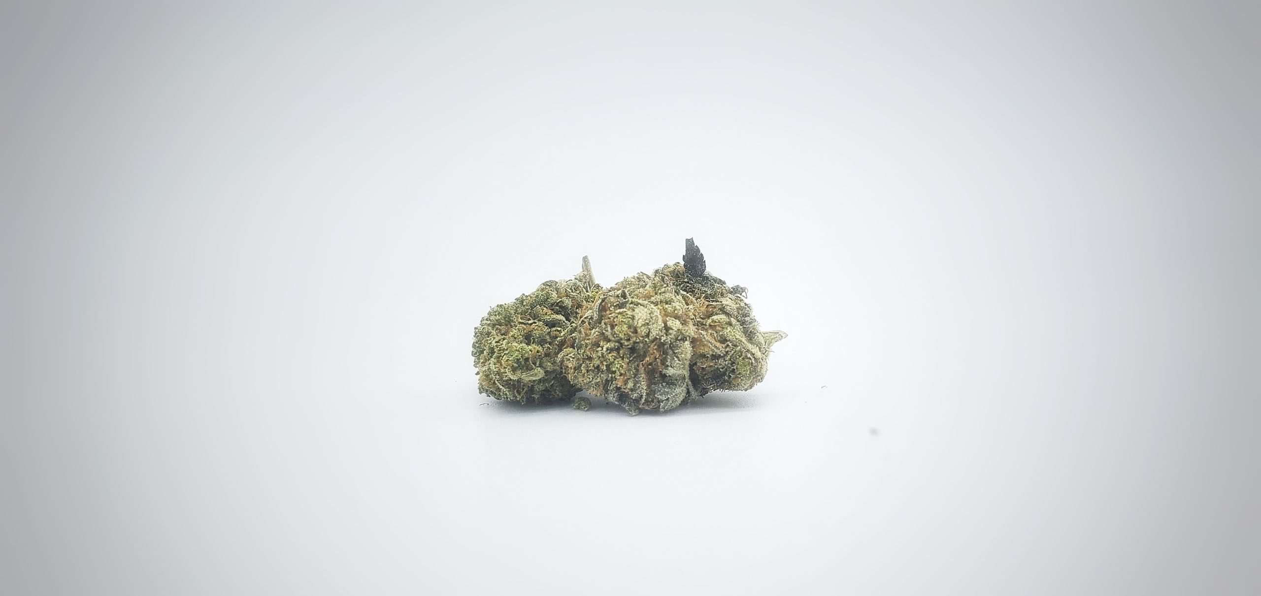 Close-up showcasing the dense and flavorful buds of Rockstar Bubba by Cincopax, highlighting its premium quality and unique characteristics on a bright background.