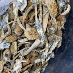 Magic Mushrooms - Jedi Mind Fuck