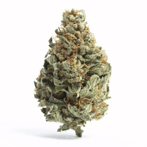 Silverback Gorilla THC: 23%-30%