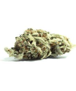 Close-up image of Chocolope cannabis flower, a AA sativa with long airy buds and a THC range of 16%-19%.